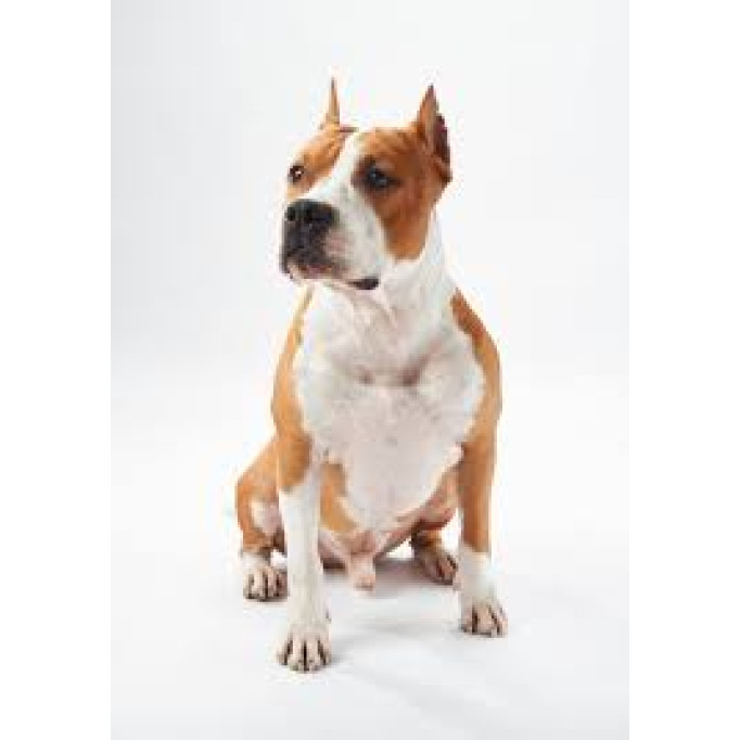 Человеческие стандарты для собачьей красоты: Почему косметика Isle of Dogs — это больше, чем просто шампунь