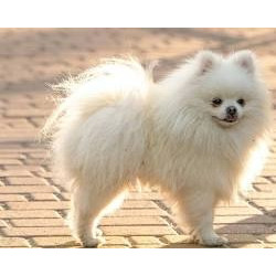 Алопеция у шпица: не приговор, а руководство к действию с Isle of Dogs