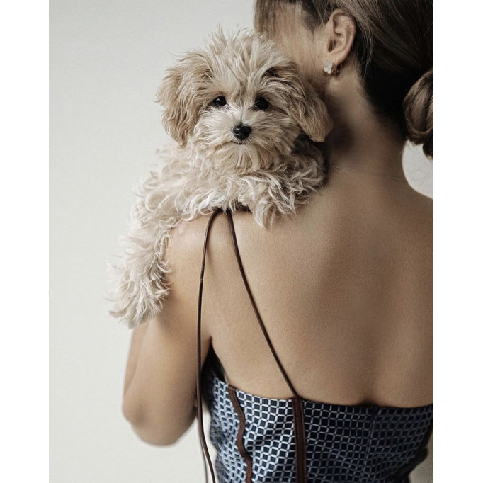 Мальтипу F1 или F2: В чем отличие?