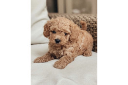 Мальтіпу F1 або F2: у чому відмінність та яку обрати?