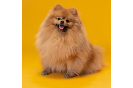 Шпіц: пухнасте щастя чи щоденний виклик? Поради по догляду Шпіц: пухнасте щастя чи щоденний виклик? Поради по догляду