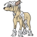 Китайський чубатий собака