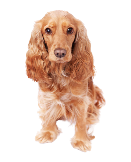 Прямо з Америки!