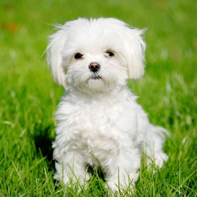 Груминг и уход за шерстью мальтийской болонки (мальтезе)